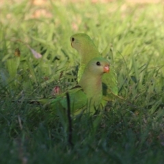 Polytelis swainsonii (Superb Parrot) at Commonwealth & Kings Parks - 22 Jan 2022 by RodDeb