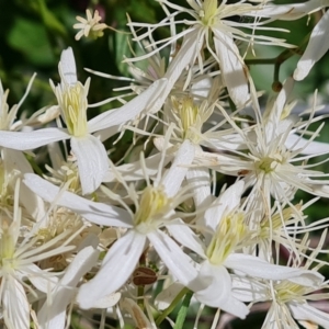 Clematis glycinoides at Jerrabomberra, ACT - 25 Jan 2022 03:00 PM