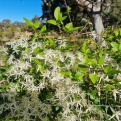 Clematis glycinoides at Jerrabomberra, ACT - 25 Jan 2022 03:00 PM