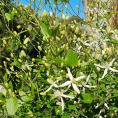 Clematis glycinoides at Jerrabomberra, ACT - 25 Jan 2022 03:00 PM