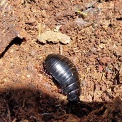 Panesthia australis (Common wood cockroach) at Cotter River, ACT - 23 Jan 2022 by trevorpreston