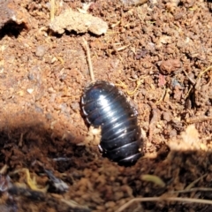 Panesthia australis at Cotter River, ACT - 23 Jan 2022