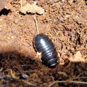 Panesthia australis at Cotter River, ACT - 23 Jan 2022 12:24 PM