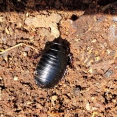 Panesthia australis at Cotter River, ACT - 23 Jan 2022