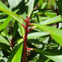 Tasmannia lanceolata (Mountain Pepper) at Cotter River, ACT - 23 Jan 2022 by trevorpreston