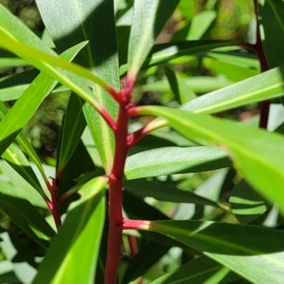 Tasmannia lanceolata (Mountain Pepper) at Cotter River, ACT - 23 Jan 2022 by trevorpreston