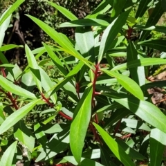 Tasmannia lanceolata at Cotter River, ACT - 23 Jan 2022