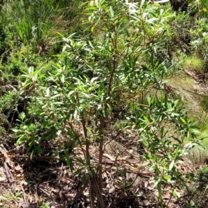 Tasmannia lanceolata at Cotter River, ACT - 23 Jan 2022