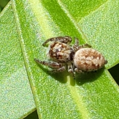 Opisthoncus sp. (genus) (Opisthoncus jumping spider) at Cotter River, ACT - 23 Jan 2022 by trevorpreston