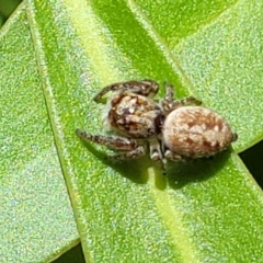 Opisthoncus sp. (genus) (Unidentified Opisthoncus jumping spider) at Cotter River, ACT - 23 Jan 2022 by trevorpreston