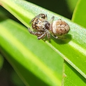 Opisthoncus sp. (genus) at Cotter River, ACT - 23 Jan 2022