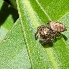 Opisthoncus sp. (genus) at Cotter River, ACT - 23 Jan 2022