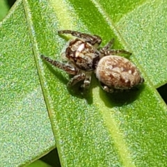 Opisthoncus sp. (genus) at Cotter River, ACT - 23 Jan 2022