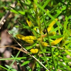 Persoonia chamaepeuce (Dwarf Geebung) at Cotter River, ACT - 23 Jan 2022 by trevorpreston