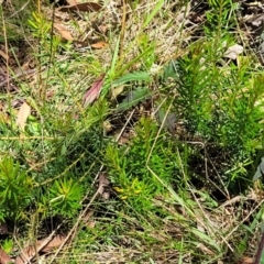 Persoonia chamaepeuce at Cotter River, ACT - 23 Jan 2022 12:22 PM