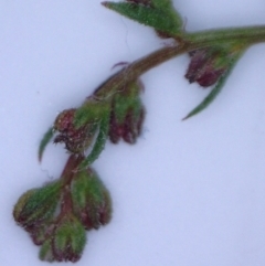 Haloragis heterophylla (Variable raspwort) at Watson, ACT - 23 Jan 2022 by abread111