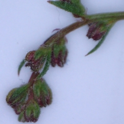 Haloragis heterophylla (Variable Raspwort) at Mount Majura - 23 Jan 2022 by abread111