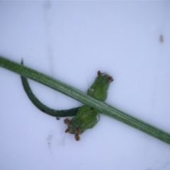 Haloragis heterophylla at Watson, ACT - 23 Jan 2022