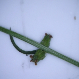 Haloragis heterophylla at Watson, ACT - 23 Jan 2022