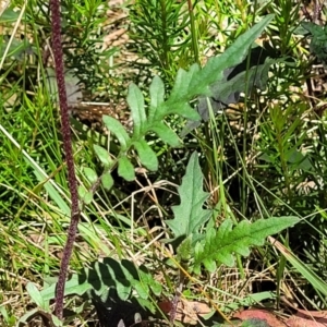 Arrhenechthites mixtus at Cotter River, ACT - 23 Jan 2022 12:21 PM