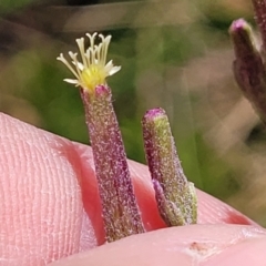 Arrhenechthites mixtus at Cotter River, ACT - 23 Jan 2022 12:21 PM