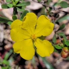 Hibbertia obtusifolia (Grey Guinea-flower) at Cotter River, ACT - 23 Jan 2022 by tpreston