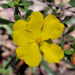 Hibbertia obtusifolia at Cotter River, ACT - 23 Jan 2022