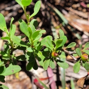 Hibbertia obtusifolia at Cotter River, ACT - 23 Jan 2022