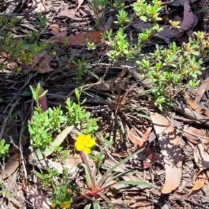 Hibbertia obtusifolia at Cotter River, ACT - 23 Jan 2022