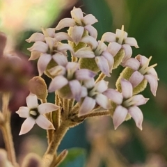 Astrotricha ledifolia (Common Star-hair) at Cotter River, ACT - 23 Jan 2022 by tpreston