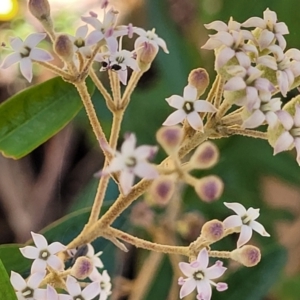 Astrotricha ledifolia at Cotter River, ACT - 23 Jan 2022