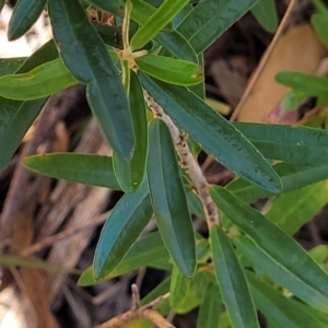 Astrotricha ledifolia at Cotter River, ACT - 23 Jan 2022