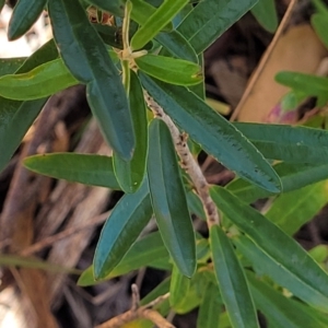 Astrotricha ledifolia at Cotter River, ACT - 23 Jan 2022 12:19 PM