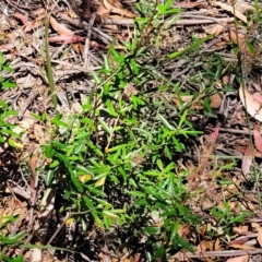 Astrotricha ledifolia at Cotter River, ACT - 23 Jan 2022