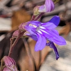 Lobelia simplicicaulis at Cotter River, ACT - 23 Jan 2022 by trevorpreston