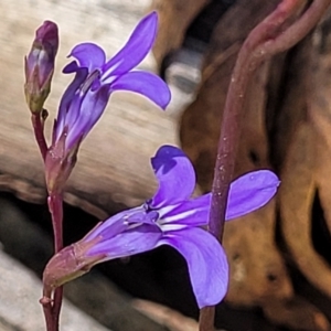 Lobelia simplicicaulis at Cotter River, ACT - 23 Jan 2022