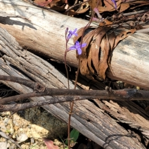 Lobelia simplicicaulis at Cotter River, ACT - 23 Jan 2022