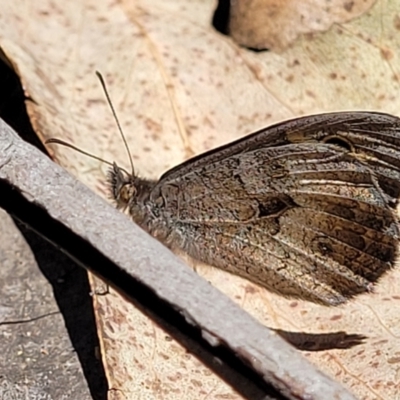 Geitoneura klugii (Marbled Xenica) at Cotter River, ACT - 23 Jan 2022 by trevorpreston