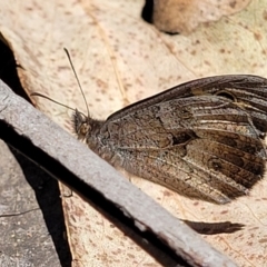 Geitoneura klugii (Klug's Xenica / Marbled Xenica) at Cotter River, ACT - 23 Jan 2022 by tpreston