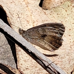 Geitoneura klugii at Cotter River, ACT - 23 Jan 2022