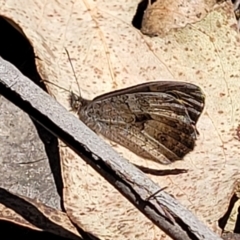 Geitoneura klugii at Cotter River, ACT - 23 Jan 2022