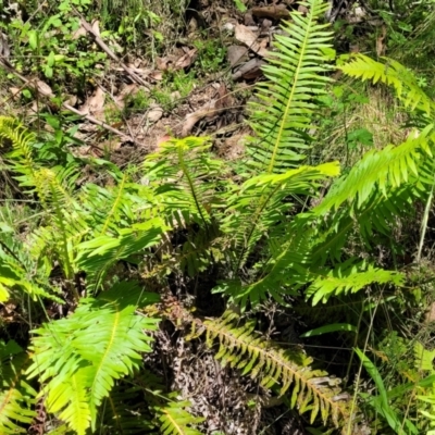 Blechnum nudum (Fishbone Water Fern) at Cotter River, ACT - 23 Jan 2022 by trevorpreston