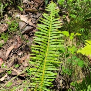 Blechnum nudum at Cotter River, ACT - 23 Jan 2022