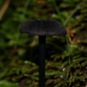 Entoloma sp. at Paddys River, ACT - 23 Jan 2022