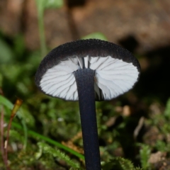 Entoloma sp. at Paddys River, ACT - 23 Jan 2022