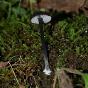 Entoloma sp. at Paddys River, ACT - 23 Jan 2022