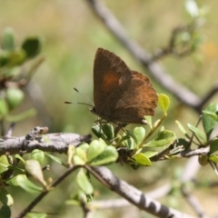 Paralucia pyrodiscus (Fiery Copper) at Greenway, ACT - 23 Jan 2022 by DavidForrester