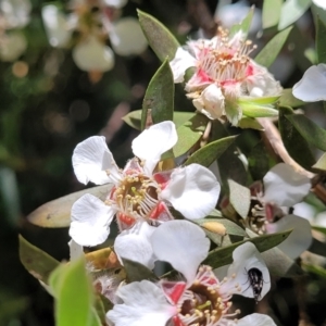 Leptospermum lanigerum at Cotter River, ACT - 23 Jan 2022