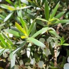 Leptospermum lanigerum at Cotter River, ACT - 23 Jan 2022