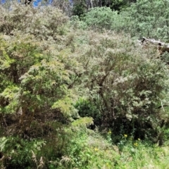 Leptospermum lanigerum at Cotter River, ACT - 23 Jan 2022